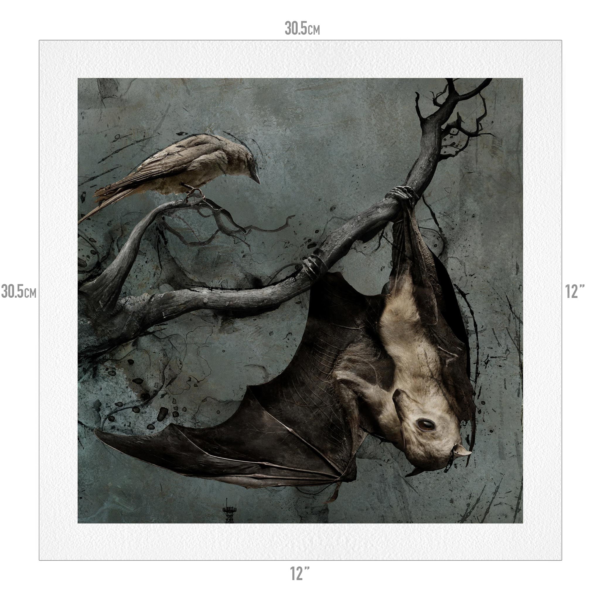 The Bat and the Finch