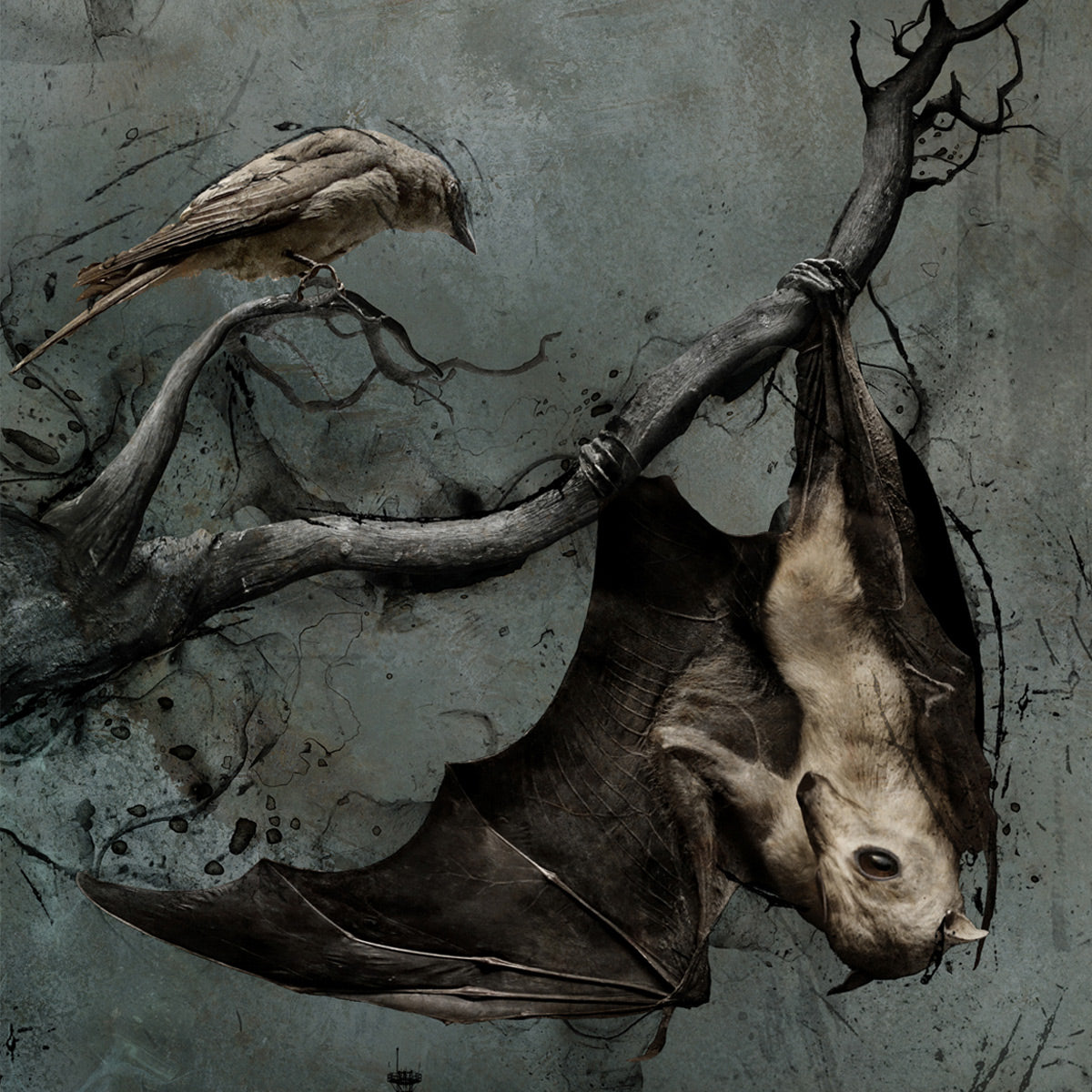 The Bat and the Finch